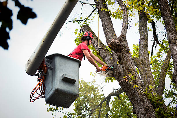 Best Fruit Tree Pruning  in Otsego, MN